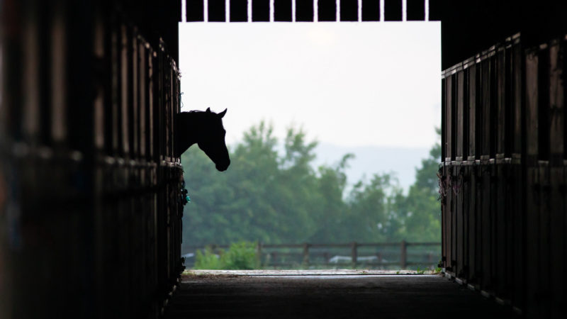 Cheval en boxe : comment améliorer ses conditions de vie ?