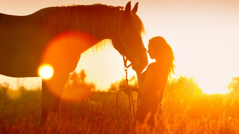 Selon une étude, les chevaux sentent littéralement les émotions humaines