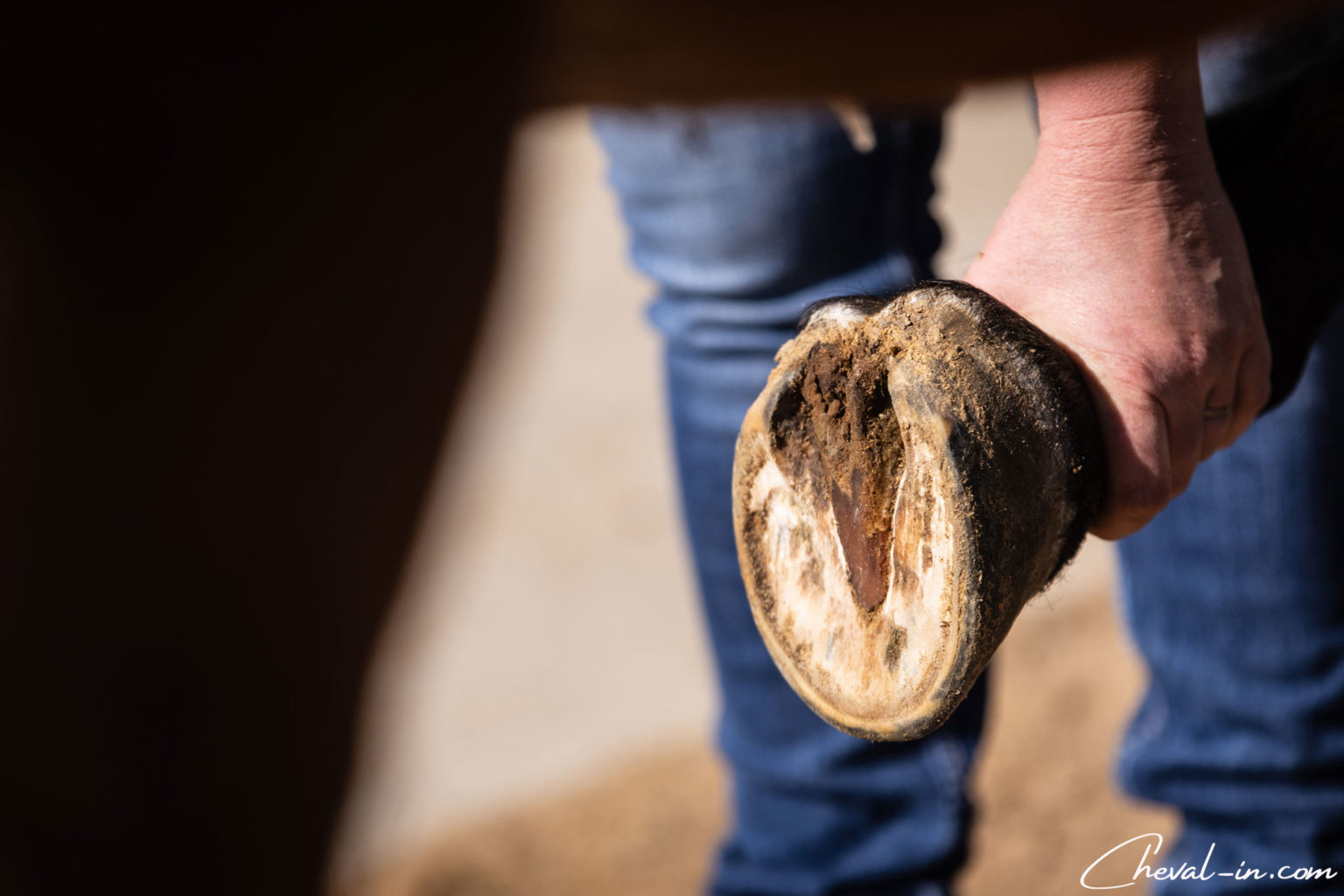 Passer son cheval pieds nus quelques conseils pour une bonne transition Chevalin
