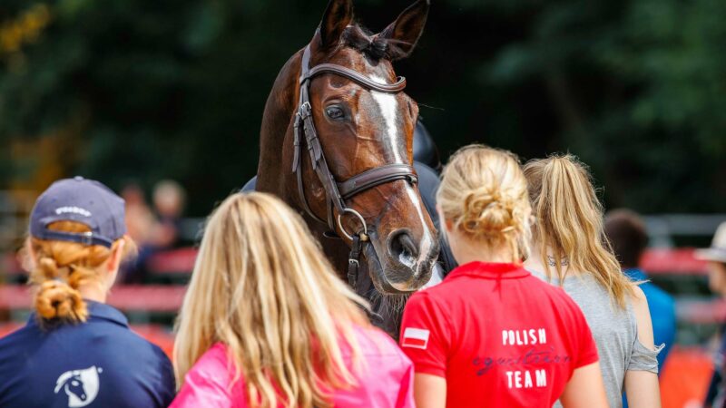 La FEI envisage de nouvelles règles pour favoriser le bien-être des chevaux