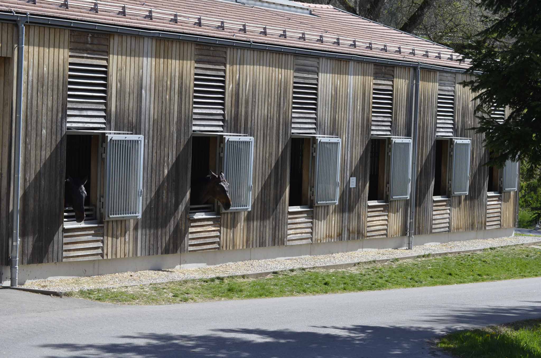 cheval en pension