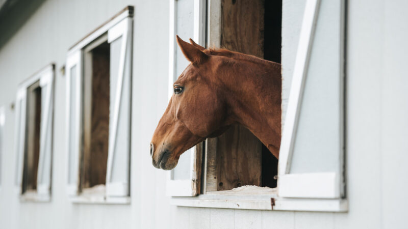 Cheval en pension : quels droits et obligations pour les propriétaires d’équidés et les gestionnaires d’écuries ?