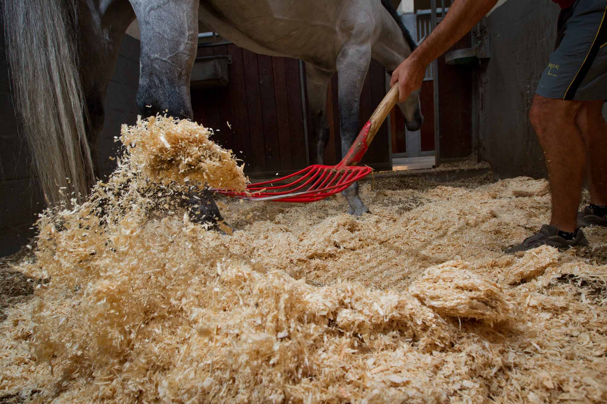 économies cheval