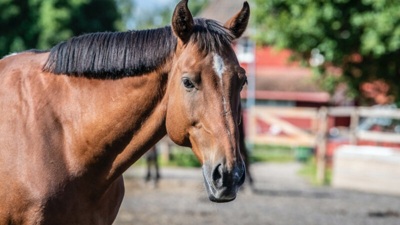 10 façons de faire des économies sans sacrifier le bien-être de son cheval