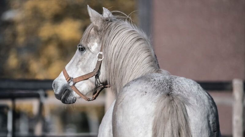 Les animaux bientôt inscrits comme des êtres sensibles dans la Constitution belge ?