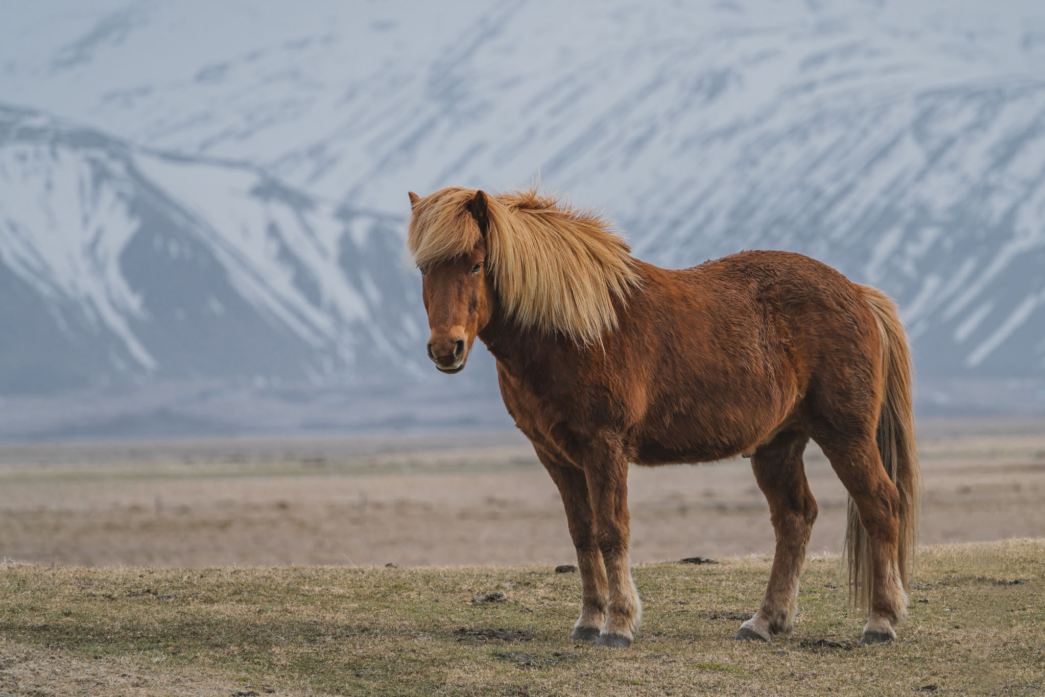 couvrir son cheval