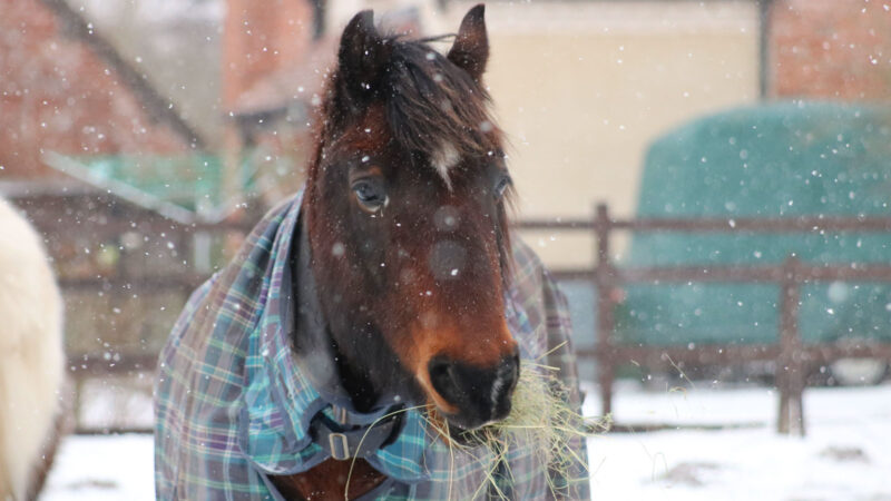 Couvrir son cheval en hiver : utile ou pas ?