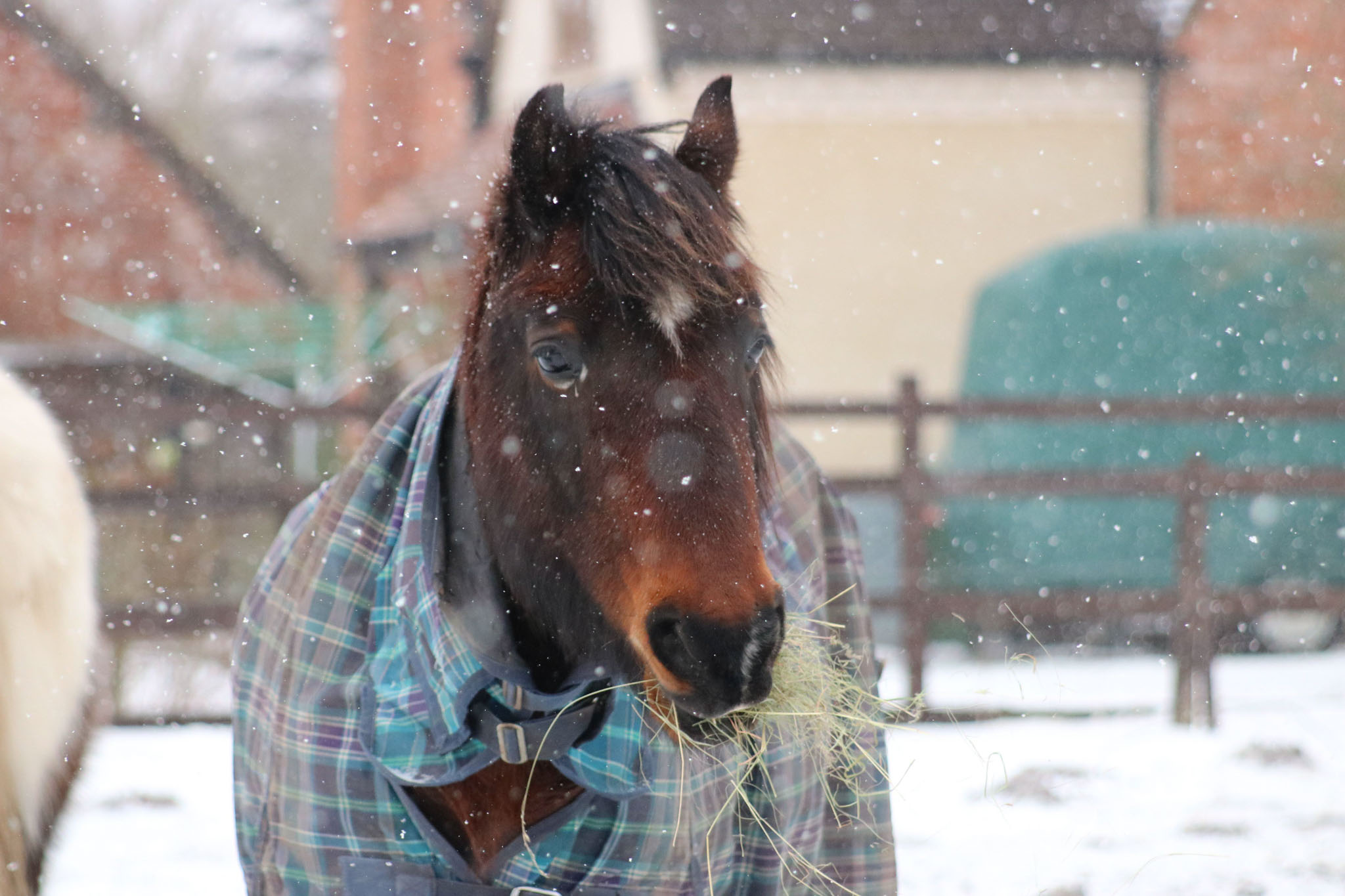 couvrir son cheval