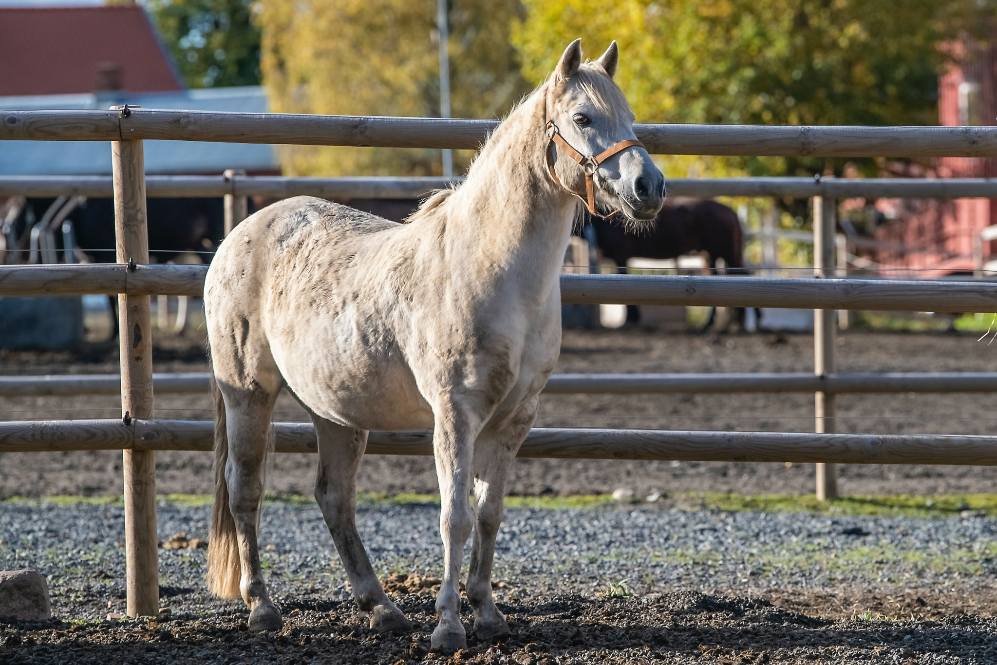 couvrir son cheval