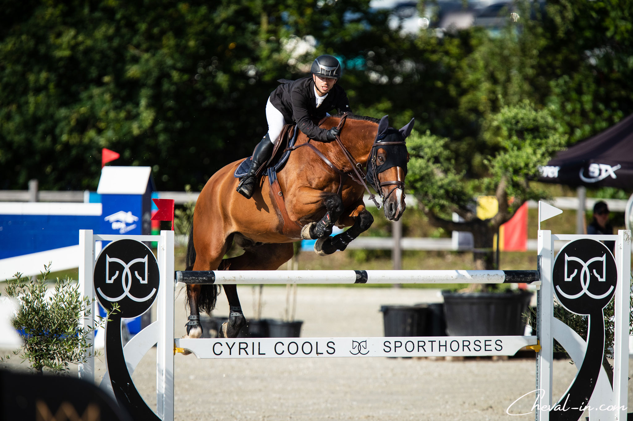 calendrier belge - saut d'obstacles