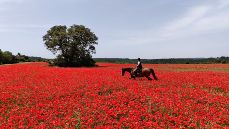 Balades à cheval : nos 10 destinations incontournables en France