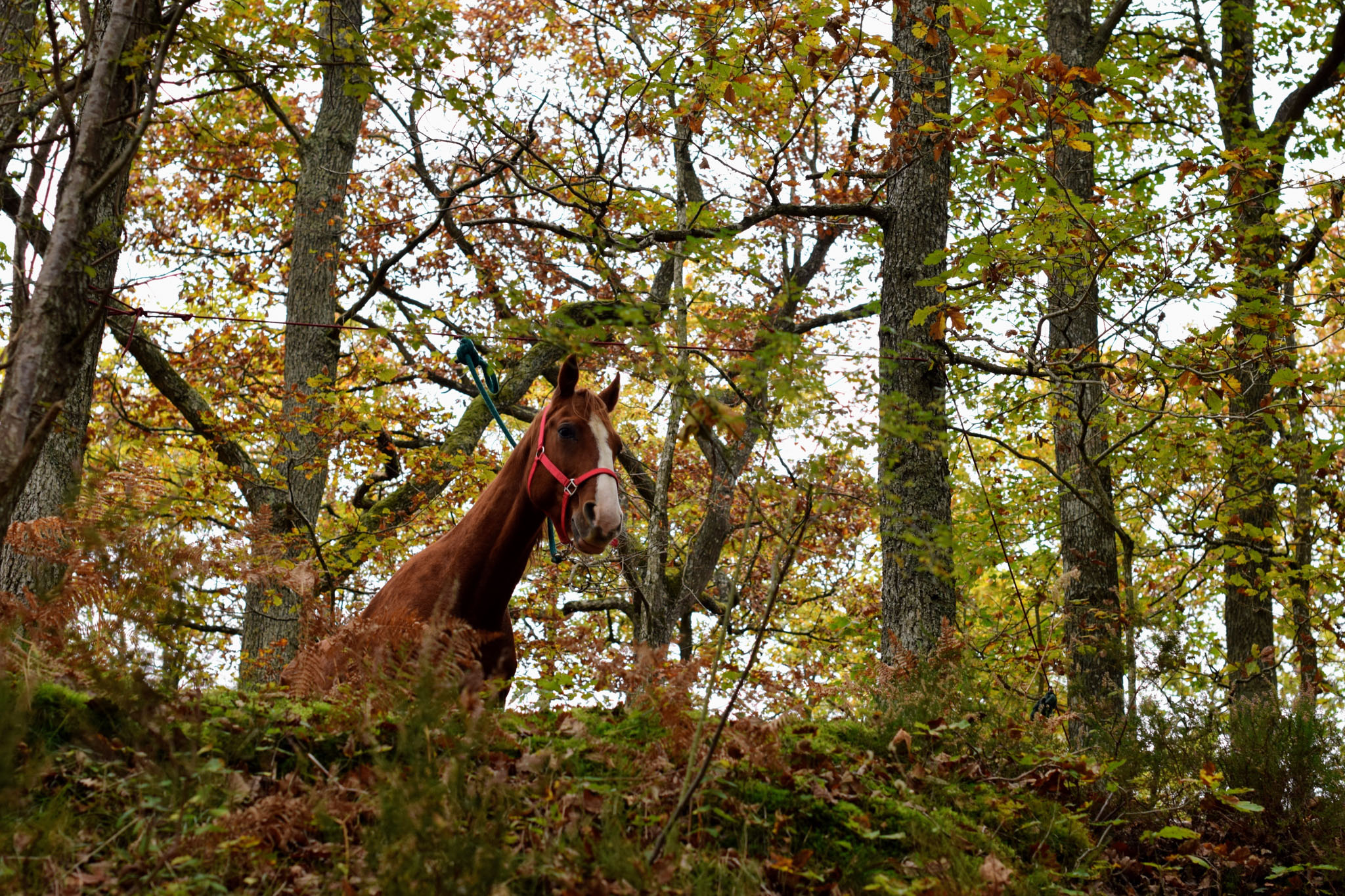 Balades à cheval