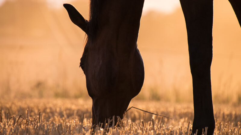 Faut-il donner des probiotiques à son cheval ?