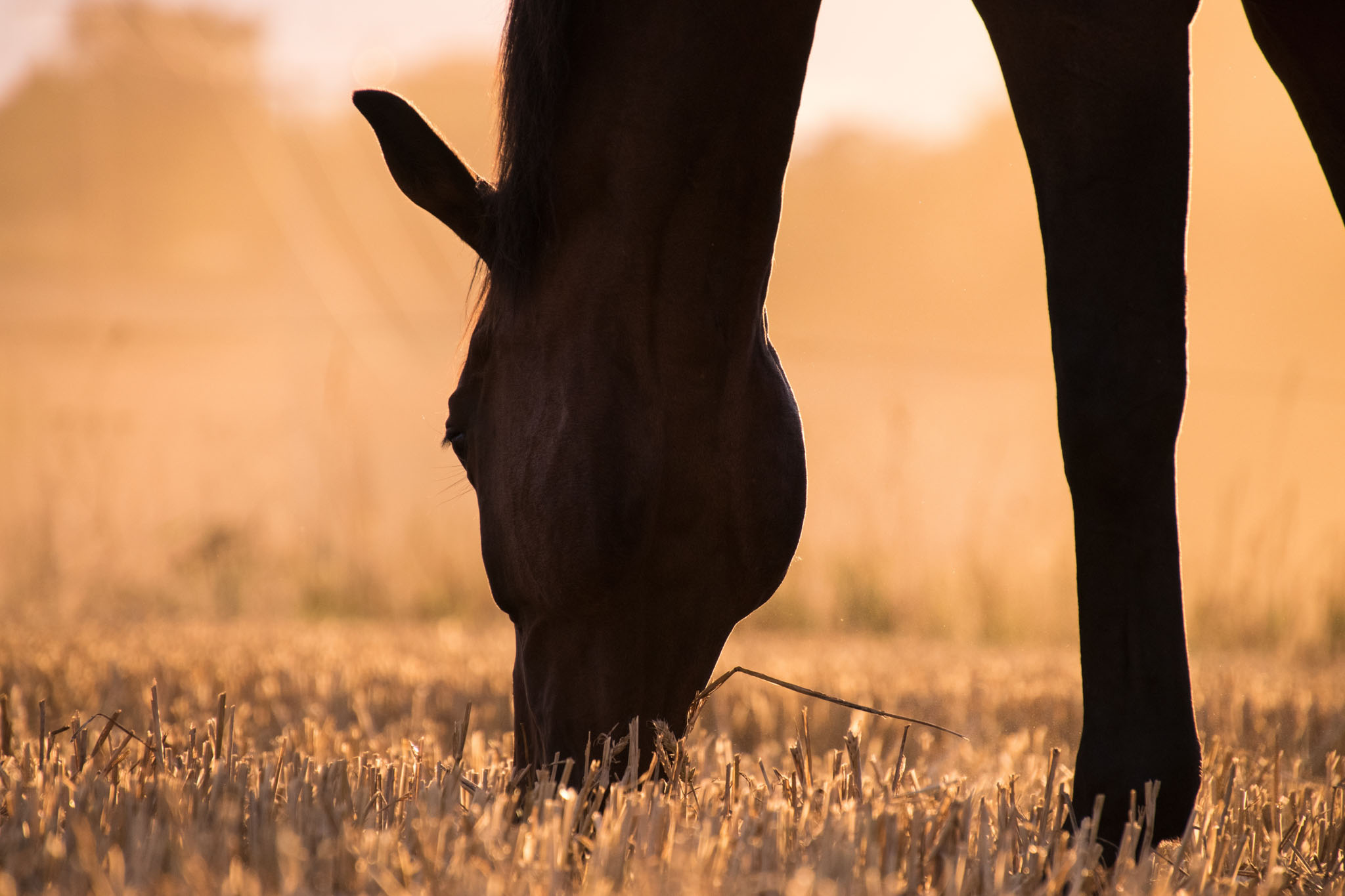 probiotiques cheval