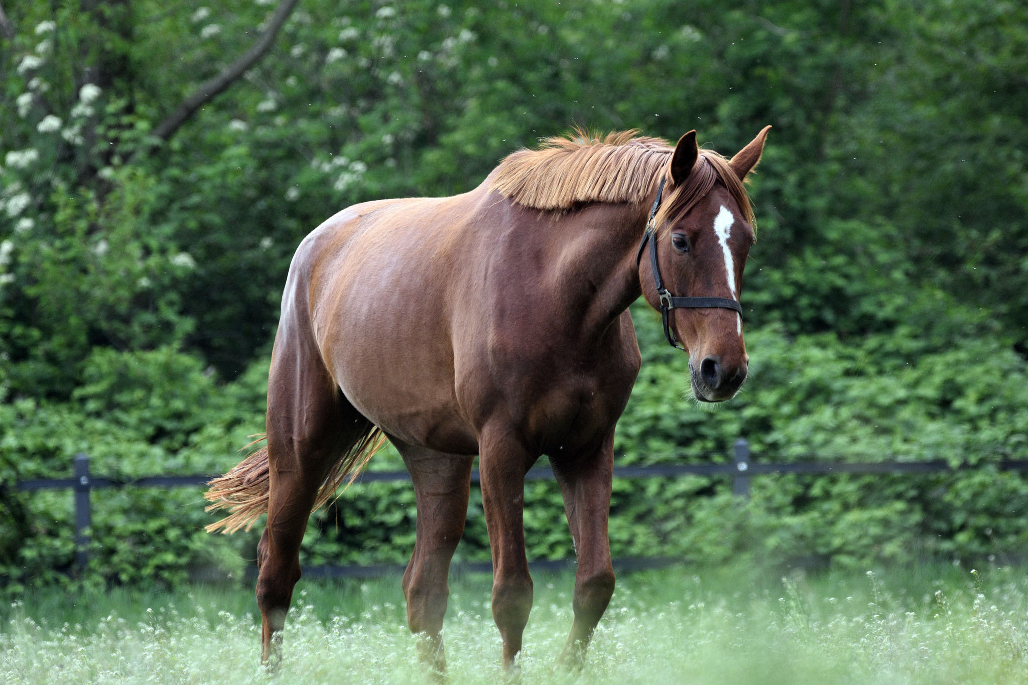 probiotiques cheval