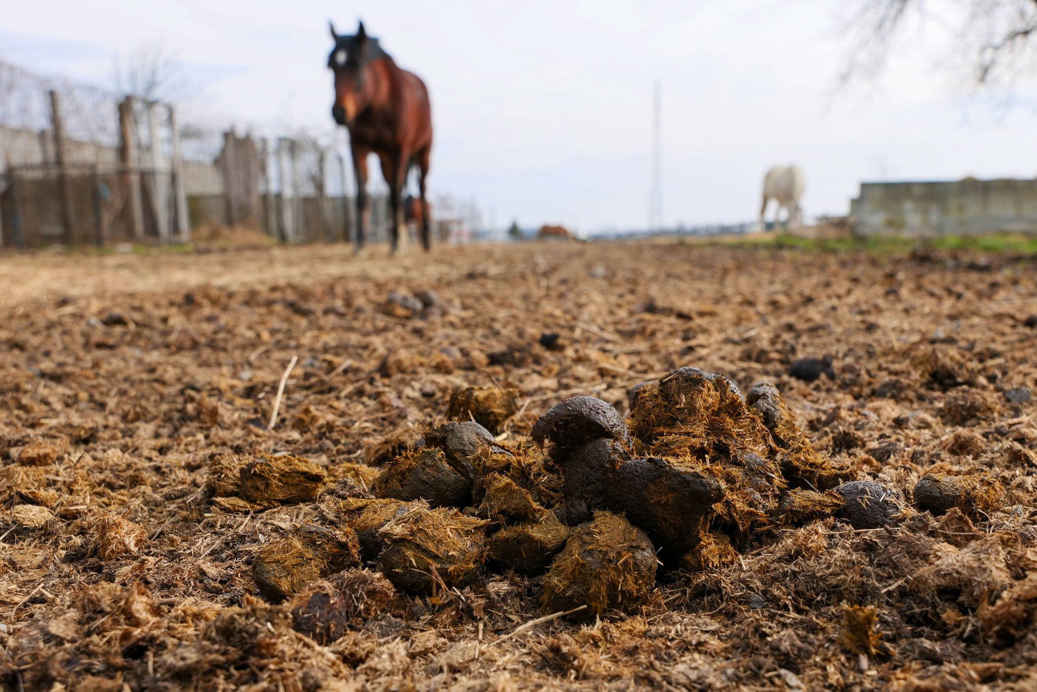 probiotiques cheval