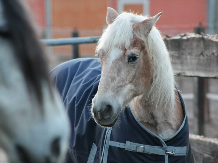 Prendre soin du cheval âgé : 4 points à surveiller