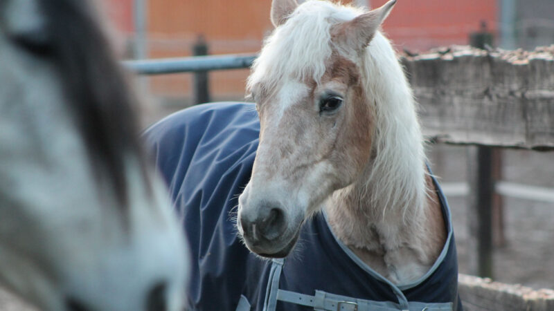 Prendre soin du cheval âgé : 4 points à surveiller