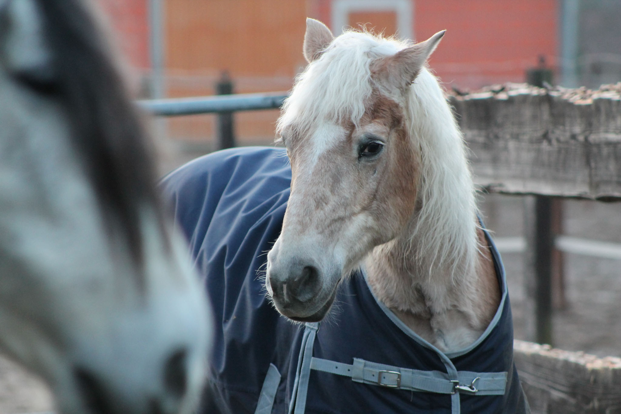 cheval agé