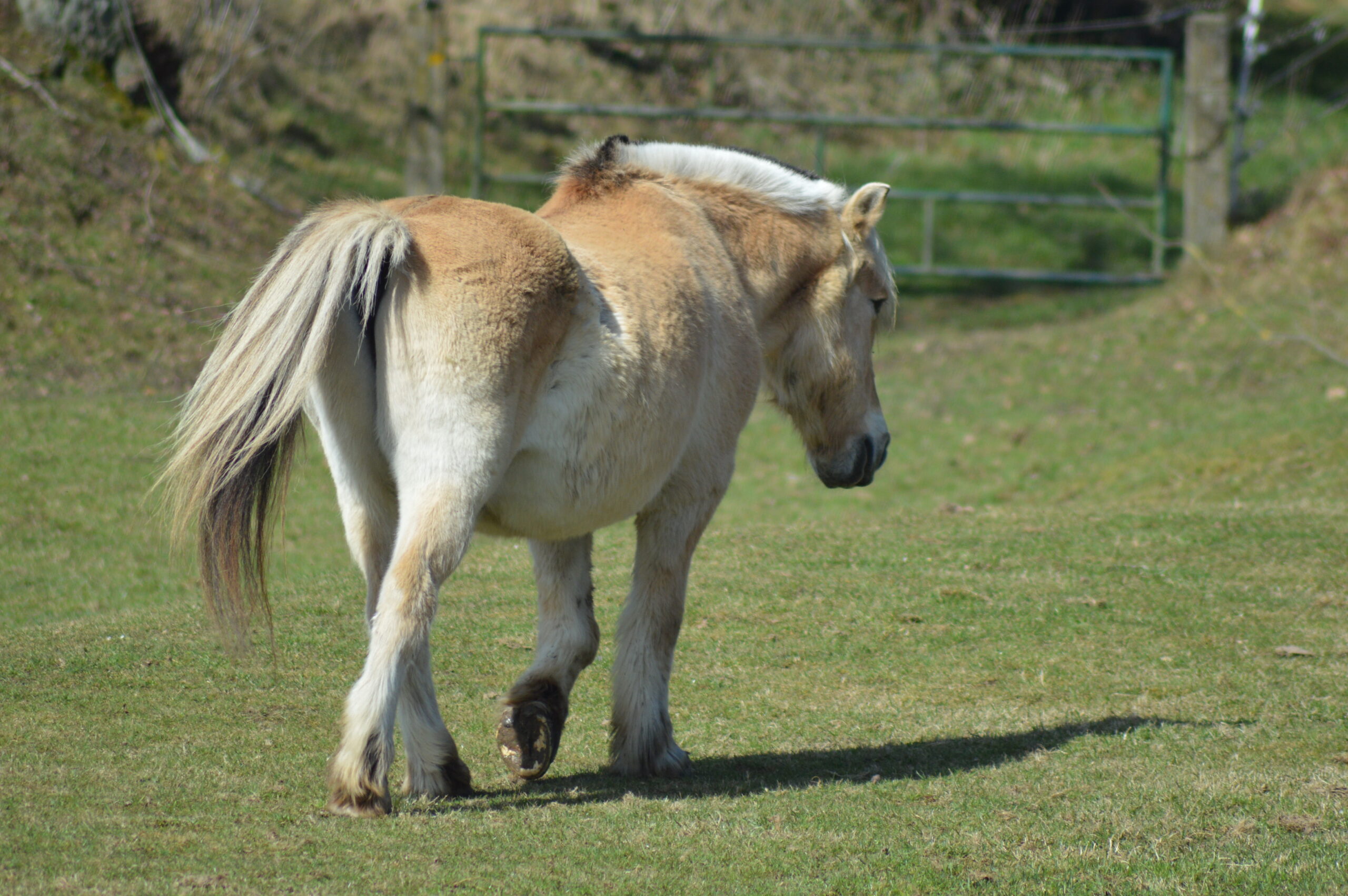 cheval agé