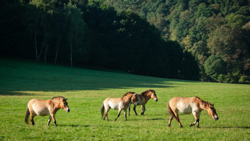 La complexité des troupeaux de chevaux sauvages révélée par des drones (vidéo)