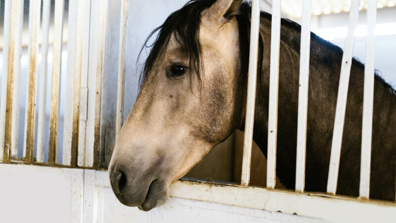 L’hébergement en boxe augmenterait l’agressivité des chevaux envers l’homme