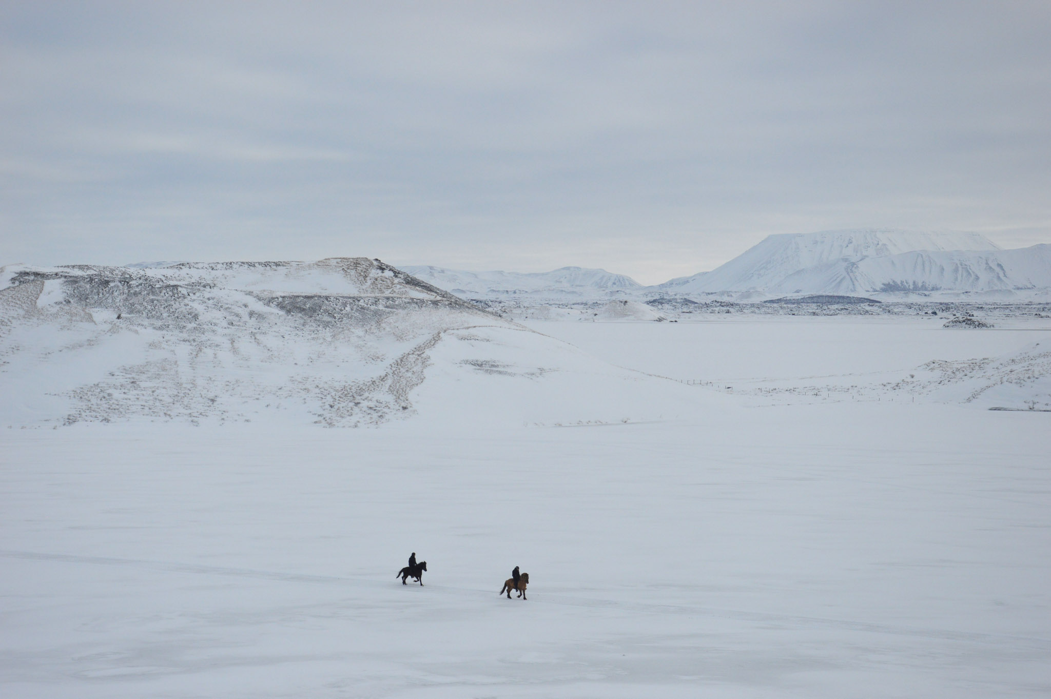 cheval islandais