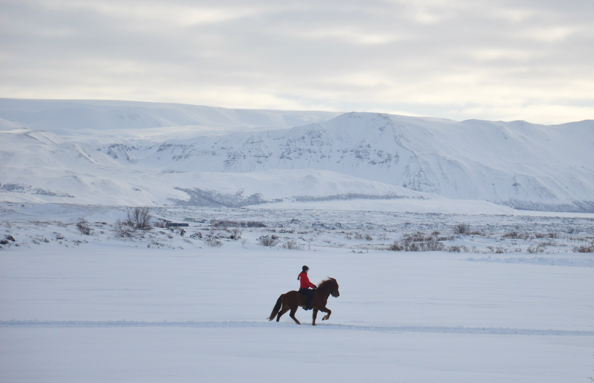 cheval islandais