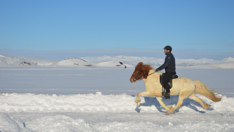 Reportage | A la rencontre du cheval islandais