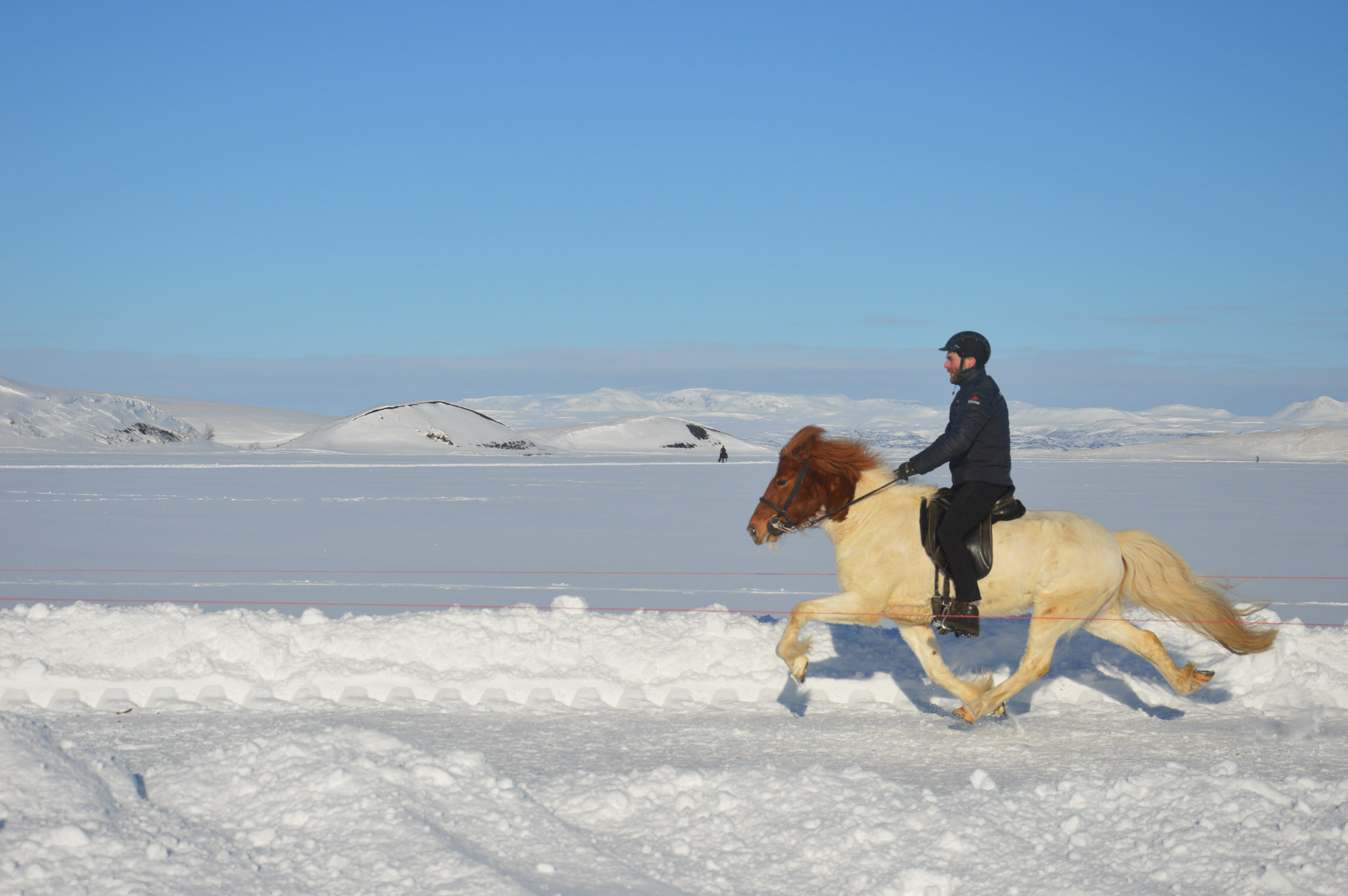 cheval islandais