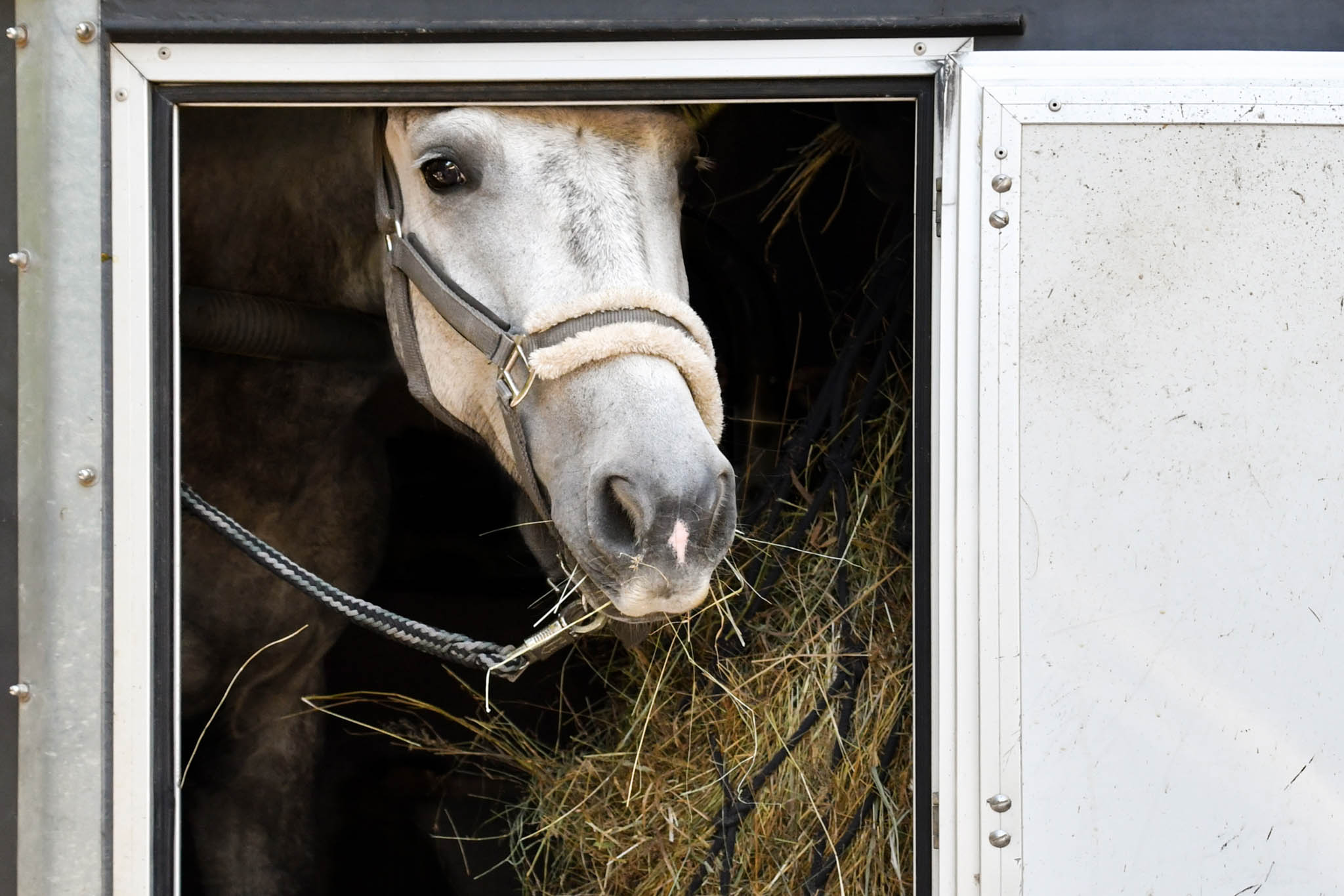 cheval transport