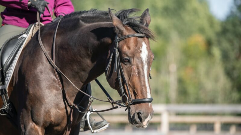 L’intelligence artificielle pour analyser le bien-être des chevaux montés